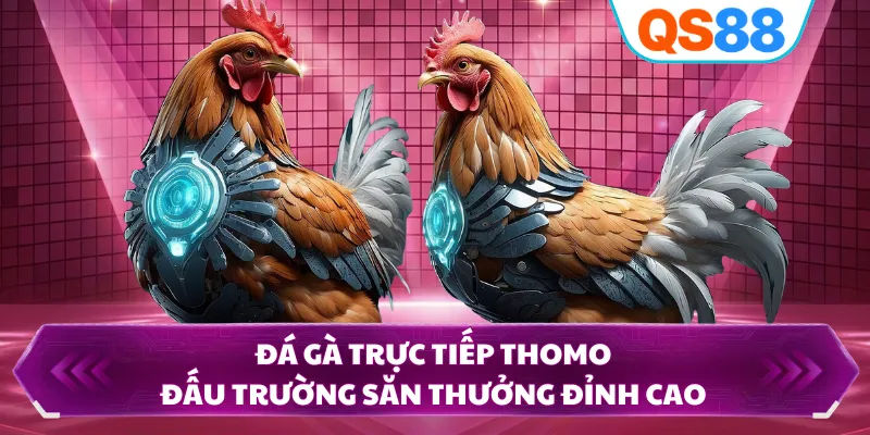 Đá Gà Trực Tiếp Thomo - Đấu Trường Săn Thưởng Đỉnh Cao